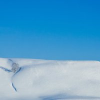 Одинокая береза :: Фидан Файзуллин