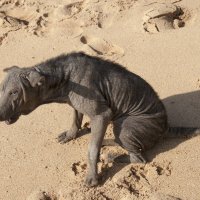Эволюция собак на Цейлоне :: Александр Букин