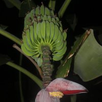 цветок банана :: maikl falkon 