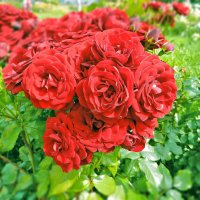 Красные розы :: Анастасия Белякова