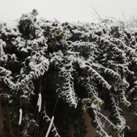 зелень в снегу :: Дарья Неживая
