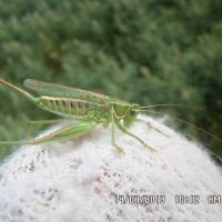 Tettigonia cantans :: Валентина Беккер