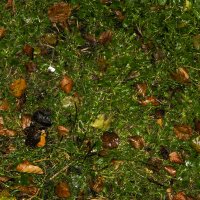 мокрым по мокрому или сухие мокрые листья на мокрой траве. :: Сергей Глотов