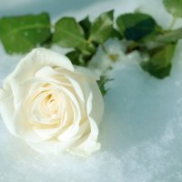 роза на снегу :: юрий fff
