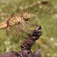 Dragonfly2 :: Эдуард Цветков