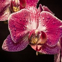орхидея :: Сергей Басов