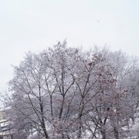 нежданный снегопад :: Катерина Коленицкая