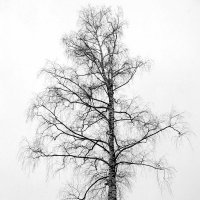 Дерево. :: fototysa _