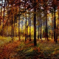 Осенняя сказка леса :: Ангелина Хасанова