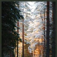 Зимний лес. :: Валерий Стогов