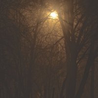 Ночь. Туман. Фонарь. :: Леонид Шаян