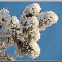 Деревья в снегу :: Анатолий Вафин