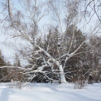 Спящая берёза :: Eвгения Генерозова