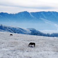 любимый пейзаж с лошадьми :: Максим Ахпашев