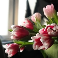 Tulips. :: Yura Boriskin 