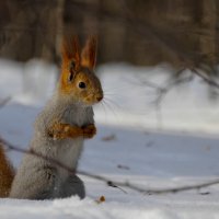 ... :: Светлана Винокурова