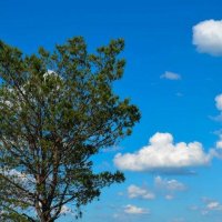 tree and clouds :: Valentina Severinova