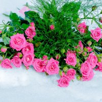 Розы на снегу)) :: Anna Dyatchina