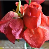 Три розы :: Валерий Викторович РОГАНОВ-АРЫССКИЙ