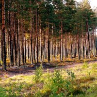 Утро.Дорога на север :: ПетровичЪ,Владимир Гультяев