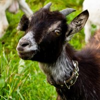 Small goat :: Janine Chereveria