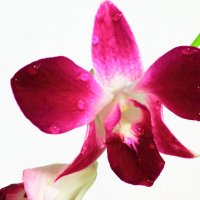 орхидея :: СЕРГЕЙ 