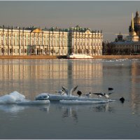 Чайки на Неве *** Gulls on the Neva :: Александр Борисов
