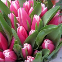 Тюльпаны. :: Антонина Гугаева