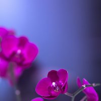 Орхидея :: Артур Моргун