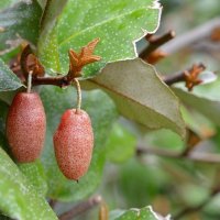 24. 02.12 Лох колючий  (лат. Elaeagnus pungens), плодоношение :: Борис Ржевский