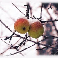 Зимние яблоки. :: Валерий Стогов