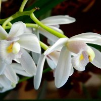 Орхидеи. :: Елена Р 