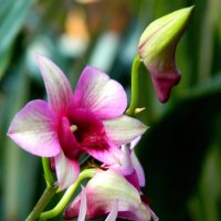 Орхидеи. :: Елена Р 