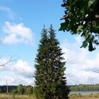 Сиамские близнецы :: ПетровичЪ,Владимир Гультяев