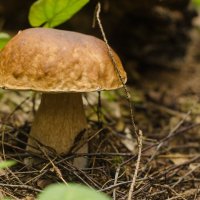 Белый гриб - лесное чудо :: Stanislav Zanegin