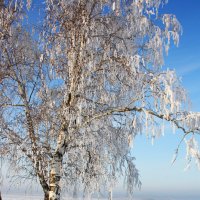 Зимняя берёза :: Нелля Симикова