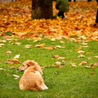 Одинокая собака :: Анастасия Володина