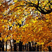Праздник осенью в лесу :: Татьяна Губина