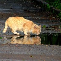 Отражение-Двойник :: Толя Толубеев