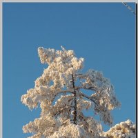 Зимние деревья. :: Анатолий Вафин