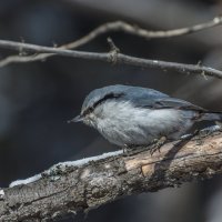 Попалзень :: Анатолий 