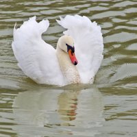 Лебедь Белая :: Алена Щитова