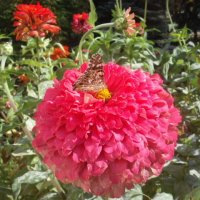 Бабочка на цветке :: Ольга Теткина