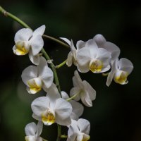 Орхидея :: Аркадий Гаврилов
