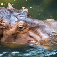 Khao Kheow Zoo :: AnnJie Barc