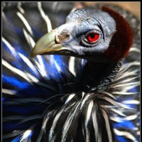 Парадный портрет Птицы :: Виктор Крейдер