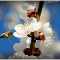 Весна :: AVETIS GHAZANCHYAN