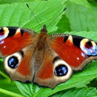 Бабочка Дневной павлиний глаз (Nimphalis io L.) :: Генрих Сидоренко