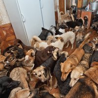Собаки из частного приюта Натальи Беликовой в Смоленске :: Анатолий Тимофеев