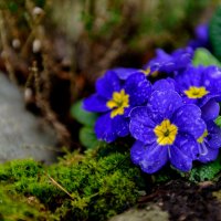 Синие цветочки :: Фомин Виталий